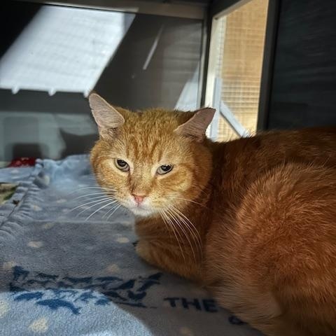 Enlarge Hank, a ADOPTABLE Domestic Short Hair in East Brunswick, NJ image 3/3