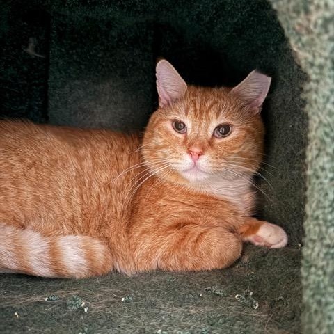 Enlarge Hank, a ADOPTABLE Domestic Short Hair in East Brunswick, NJ image 2/3