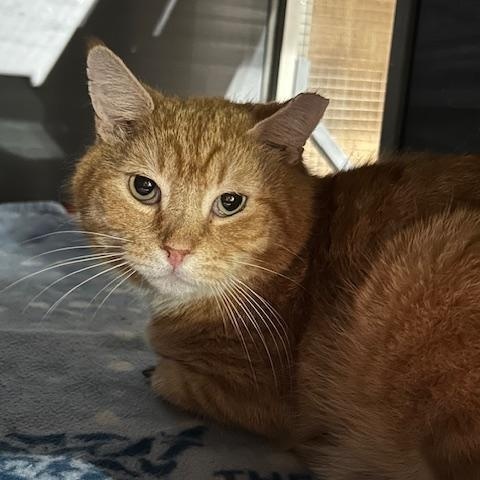Hank, ADOPTABLE, Adult Male Domestic Short Hair.