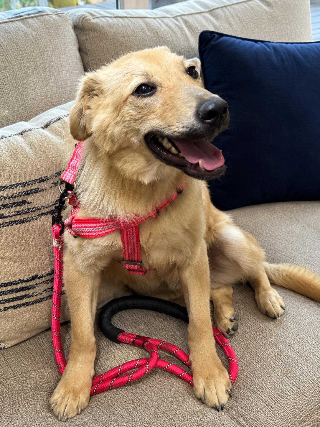 Tail Wagging Tate, a ADOPTABLE mixed breed in Alexandria, VA image 4/4