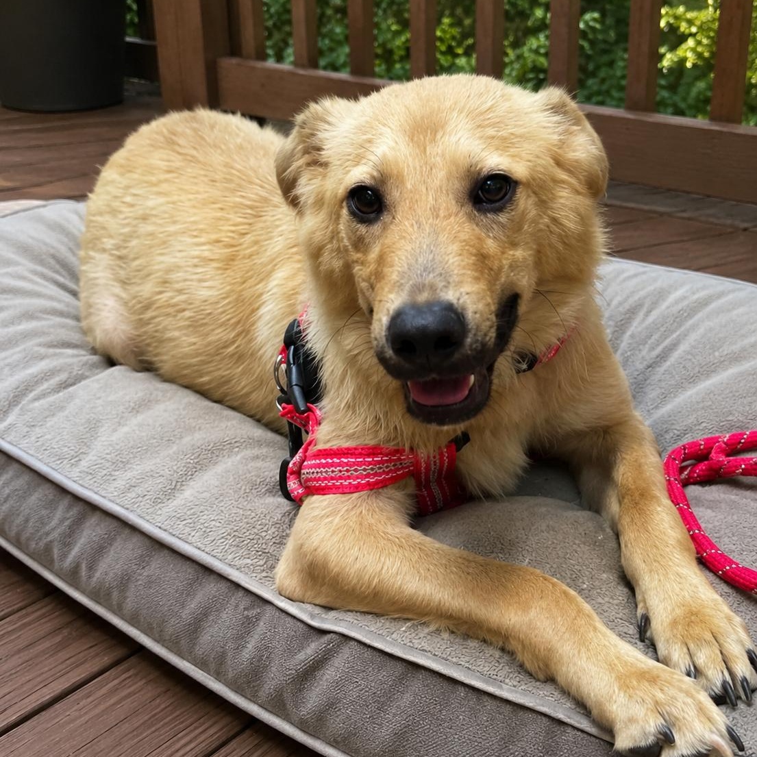 Tail Wagging Tate, a ADOPTABLE mixed breed in Alexandria, VA image 3/4