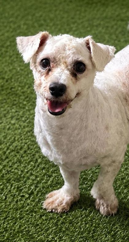 Enlarge Jasper, a Adoptable Bichon Frise in Kinzers , PA image 1/1