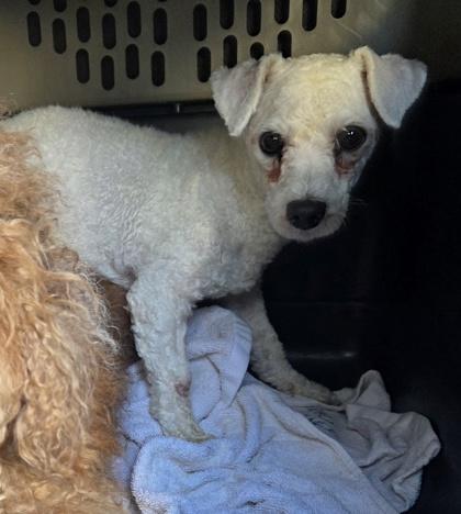 Jasper, Adoptable, Adult Male Bichon Frise.