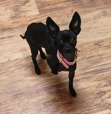 Enlarge Mini, a Adoptable Chihuahua in Chickasha, OK image 1/1