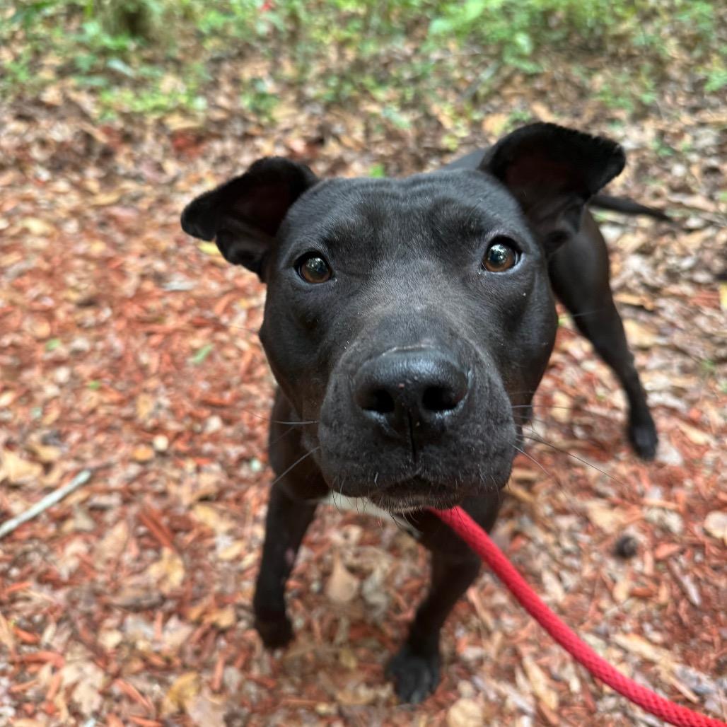 Phil, Adoptable, Adult Male Mixed Breed.