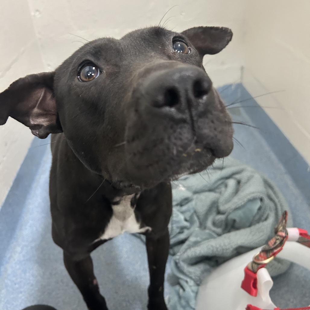 Phil, a Adoptable Mixed Breed in Gainesville, FL image 2/5