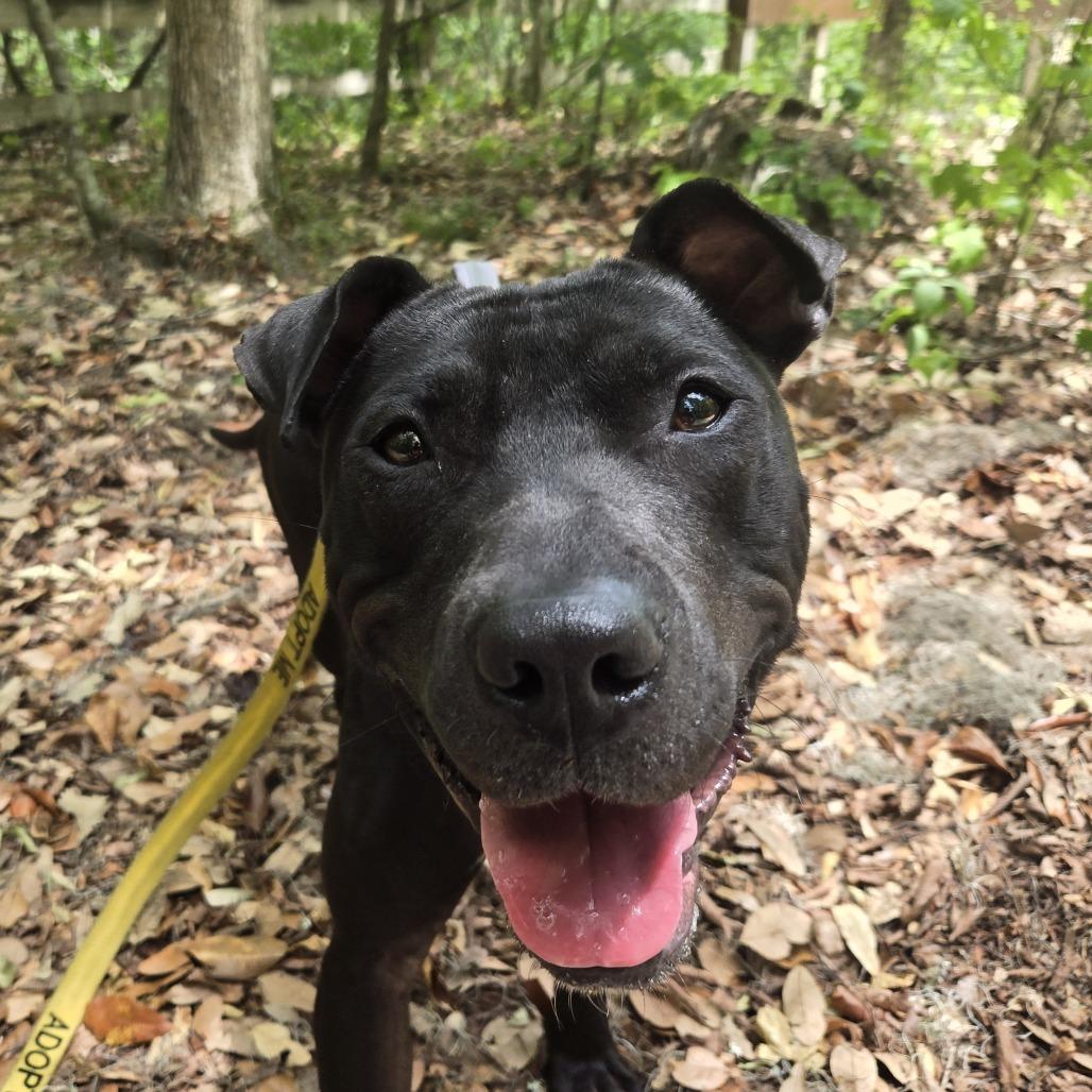 Phil, a Adoptable Mixed Breed in Gainesville, FL image 3/5