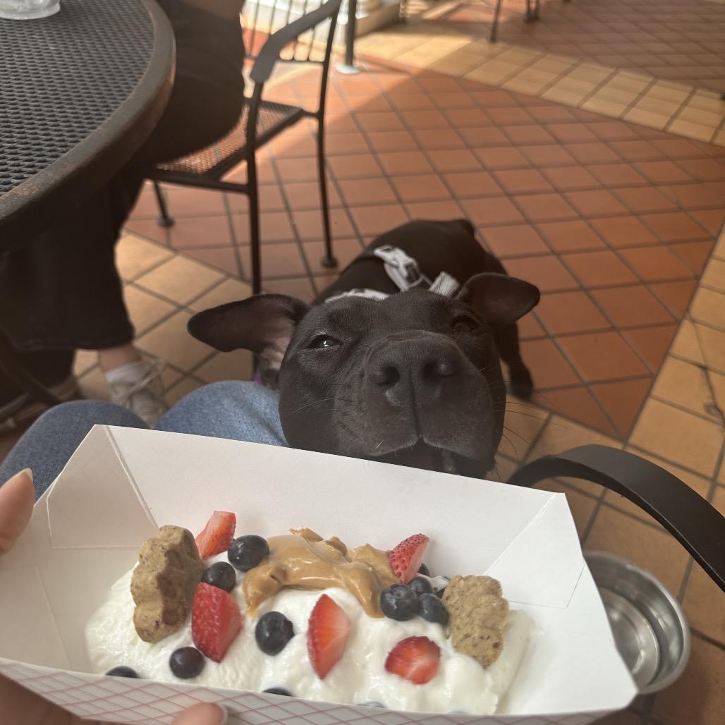 Phil, a Adoptable Mixed Breed in Gainesville, FL image 4/5