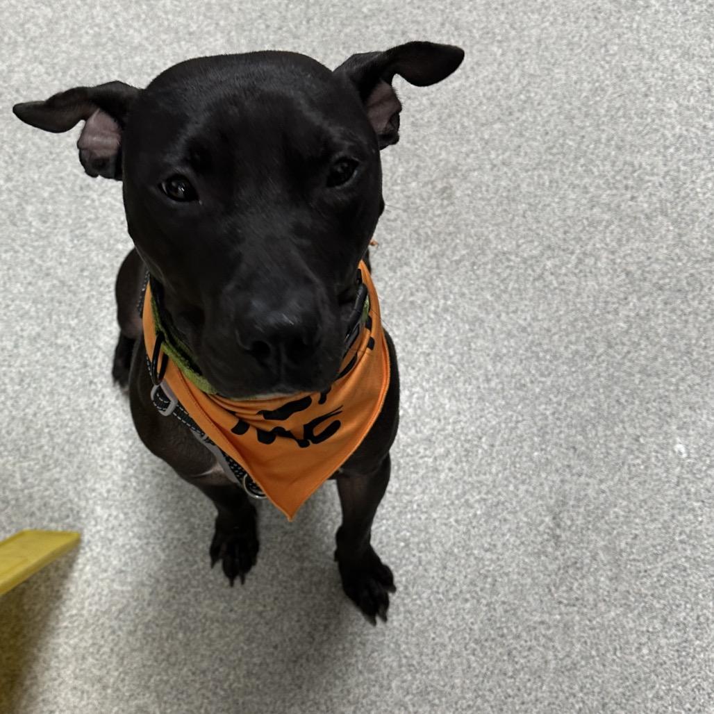 Phil, a Adoptable Mixed Breed in Gainesville, FL image 5/6
