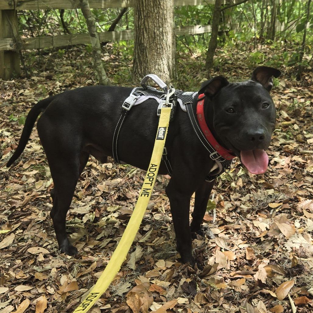 Phil, a Adoptable Mixed Breed in Gainesville, FL image 5/5