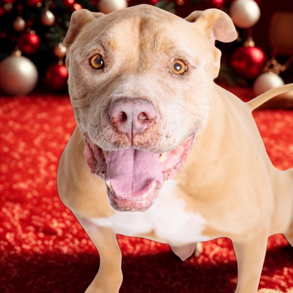 Hank, Adoptable, Senior Male Pit Bull Terrier.