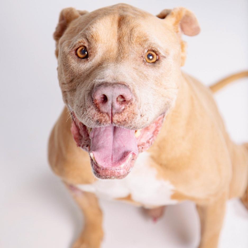 Enlarge Hank, a Adoptable Pit Bull Terrier in Las Vegas, NV image 1/6