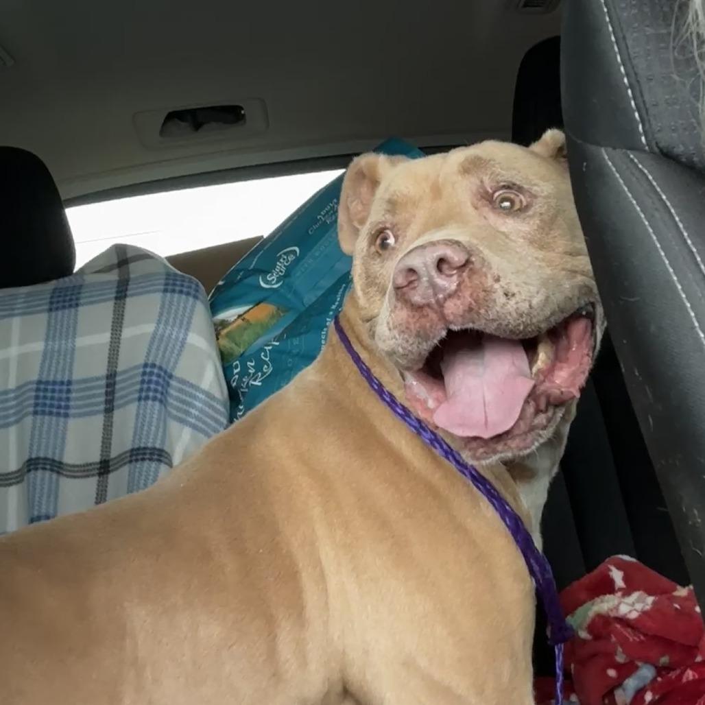 Enlarge Hank, a Adoptable Pit Bull Terrier in Las Vegas, NV image 2/6