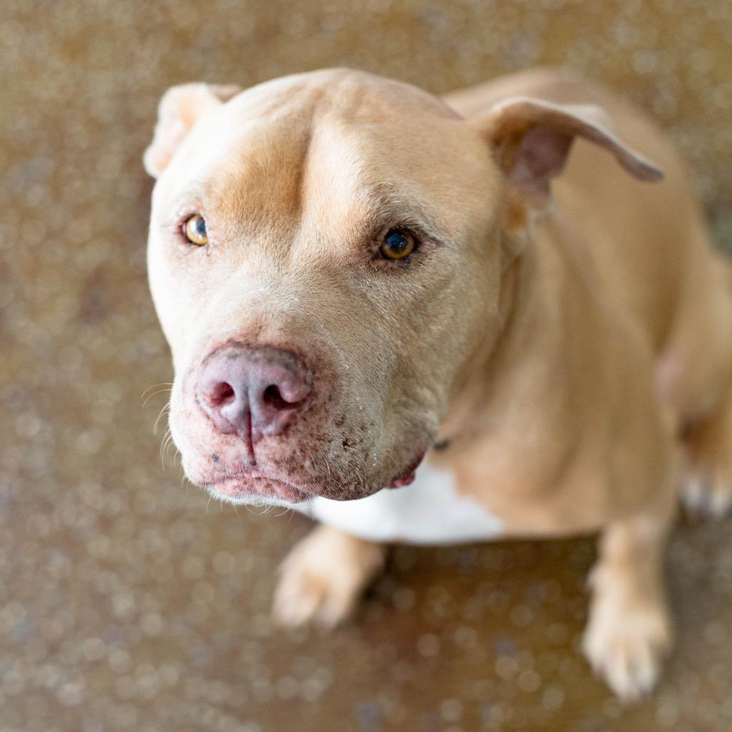 Enlarge Hank, a Adoptable Pit Bull Terrier in Las Vegas, NV image 3/6