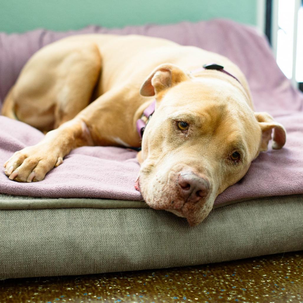 Enlarge Hank, a Adoptable Pit Bull Terrier in Las Vegas, NV image 5/6