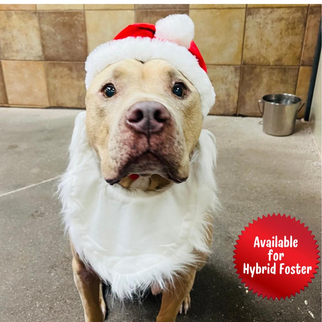 Enlarge Hank, a Adoptable Pit Bull Terrier in Las Vegas, NV image 4/6