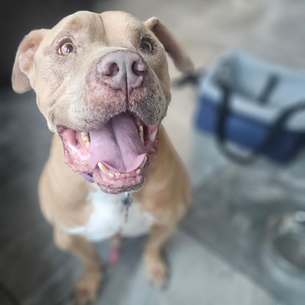 Enlarge Hank, a Adoptable Pit Bull Terrier in Las Vegas, NV image 5/6