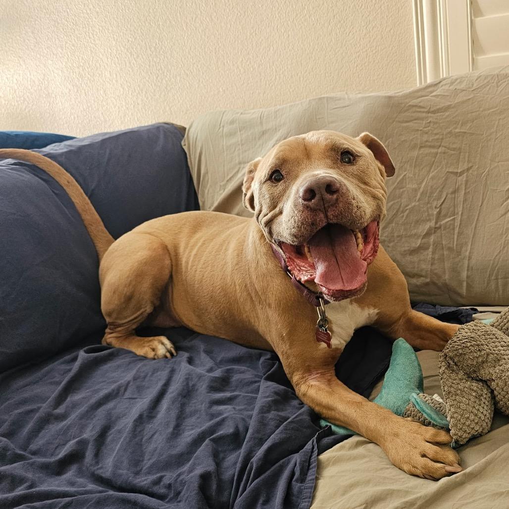 Enlarge Hank, a Adoptable Pit Bull Terrier in Las Vegas, NV image 5/6