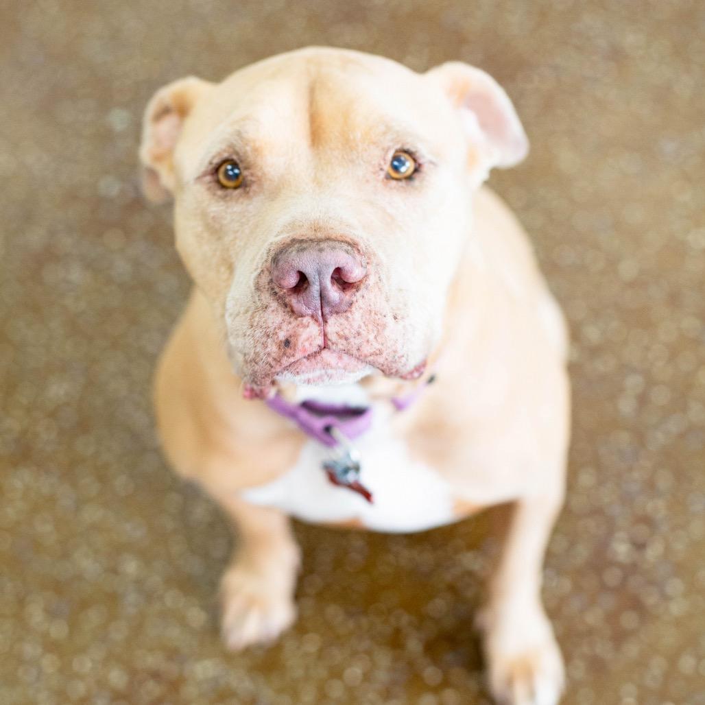 Enlarge Hank, a Adoptable Pit Bull Terrier in Las Vegas, NV image 6/6