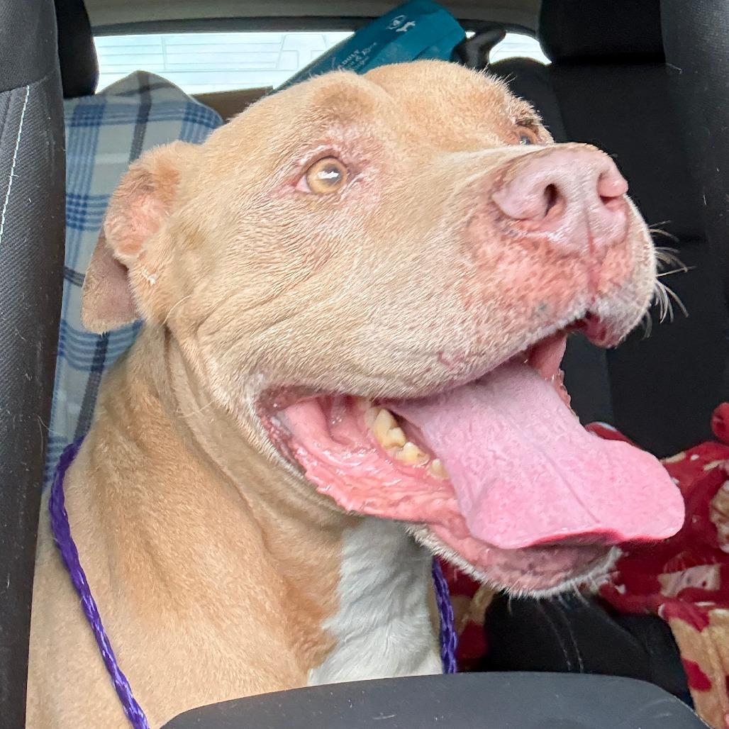 Enlarge Hank, a Adoptable Pit Bull Terrier in Las Vegas, NV image 6/6