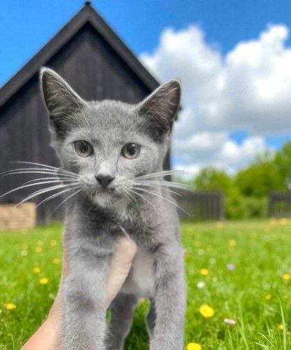 Enlarge Genie, a Adopted Domestic Short Hair in Sullivan, IN image 1/1
