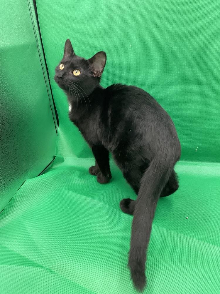 Enlarge Yuri, a Adoptable Domestic Short Hair in Gonzales, LA image 1/1