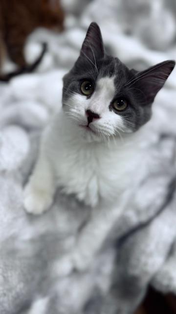 Enlarge Charlie, a ADOPTABLE Tabby in Verdun, QC image 1/1