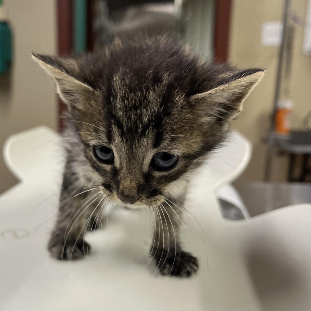 Justin, Adoptable, Kitten Male Domestic Short Hair.