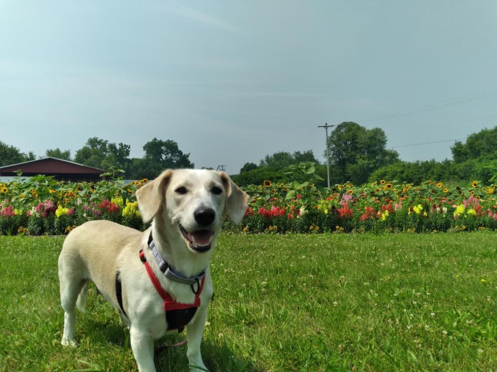 Betsy, a Adoptable mixed breed in Gloversville, NY image 1/5