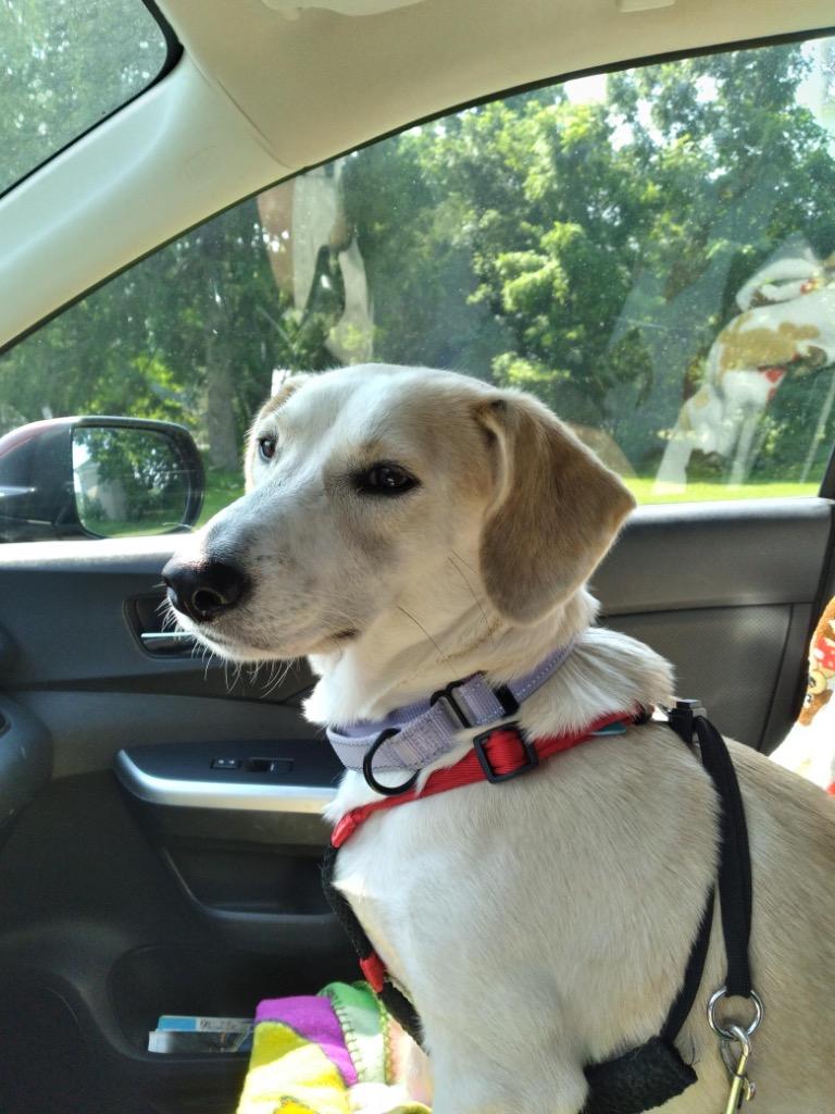 Betsy, a Adoptable mixed breed in Gloversville, NY image 2/5