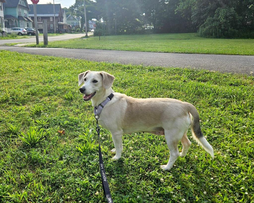 Betsy, a Adoptable mixed breed in Gloversville, NY image 3/5