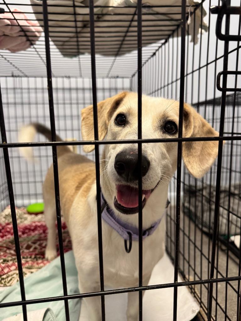 Betsy, a Adoptable mixed breed in Gloversville, NY image 4/5