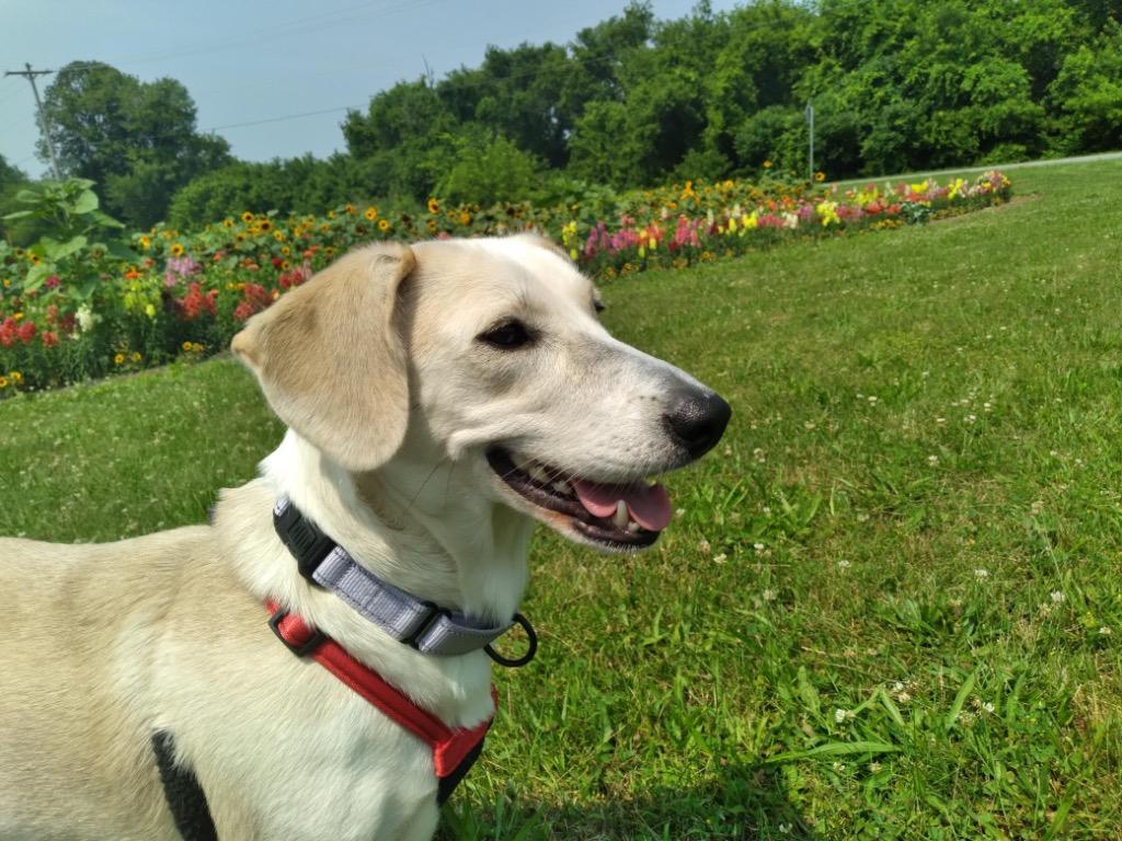 Betsy, a Adoptable mixed breed in Gloversville, NY image 5/5