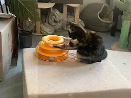 Addie (Bonded to Stella), Adoptable, Young Female Domestic Short Hair.