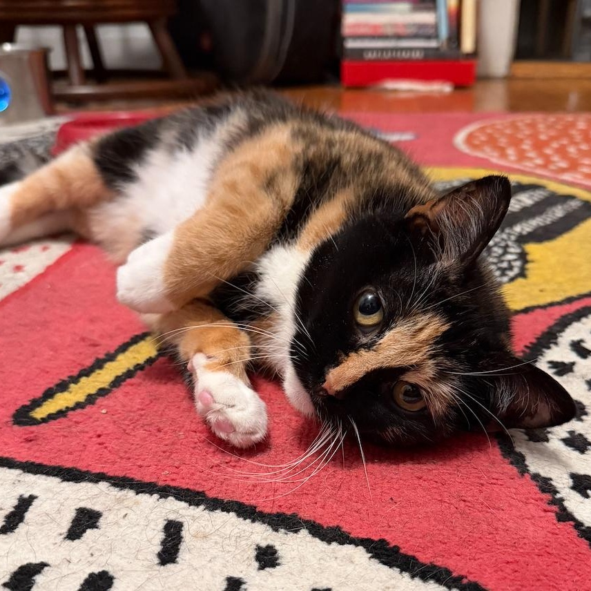 Addie (Bonded to Stella), Adoptable, Young Female Domestic Short Hair.