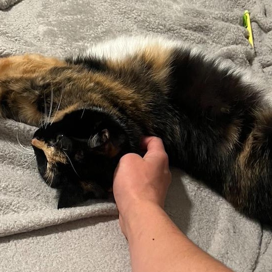 Enlarge Addie (Bonded to Stella), a Adoptable mixed breed in Chicago, IL image 3/5