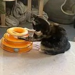 Enlarge Addie (Bonded to Stella), a Adoptable mixed breed in Chicago, IL image 2/2