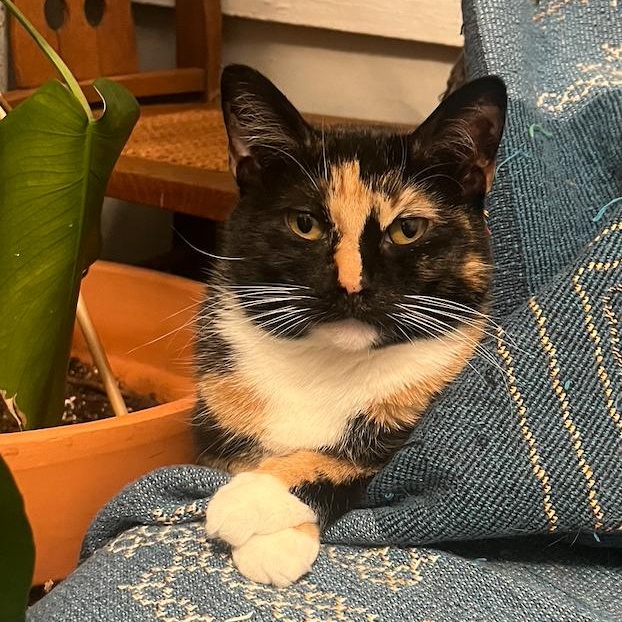 Enlarge Addie (Bonded to Stella), a Adoptable mixed breed in Chicago, IL image 4/5