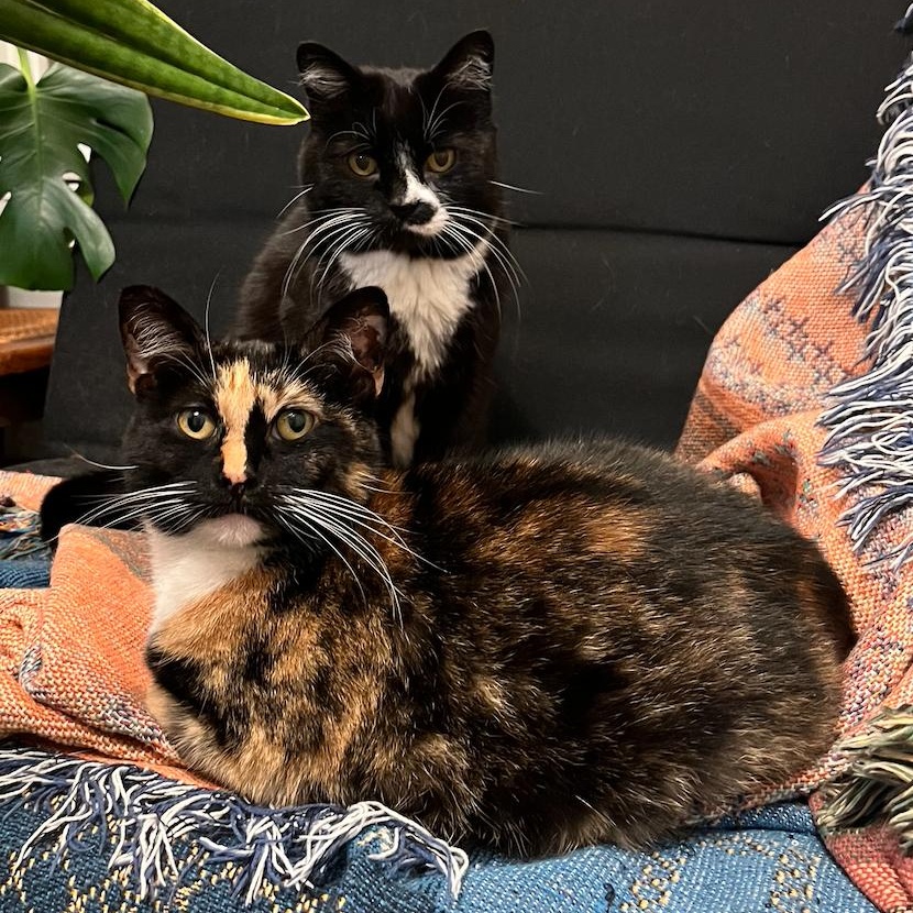 Enlarge Addie (Bonded to Stella), a Adoptable mixed breed in Chicago, IL image 2/5