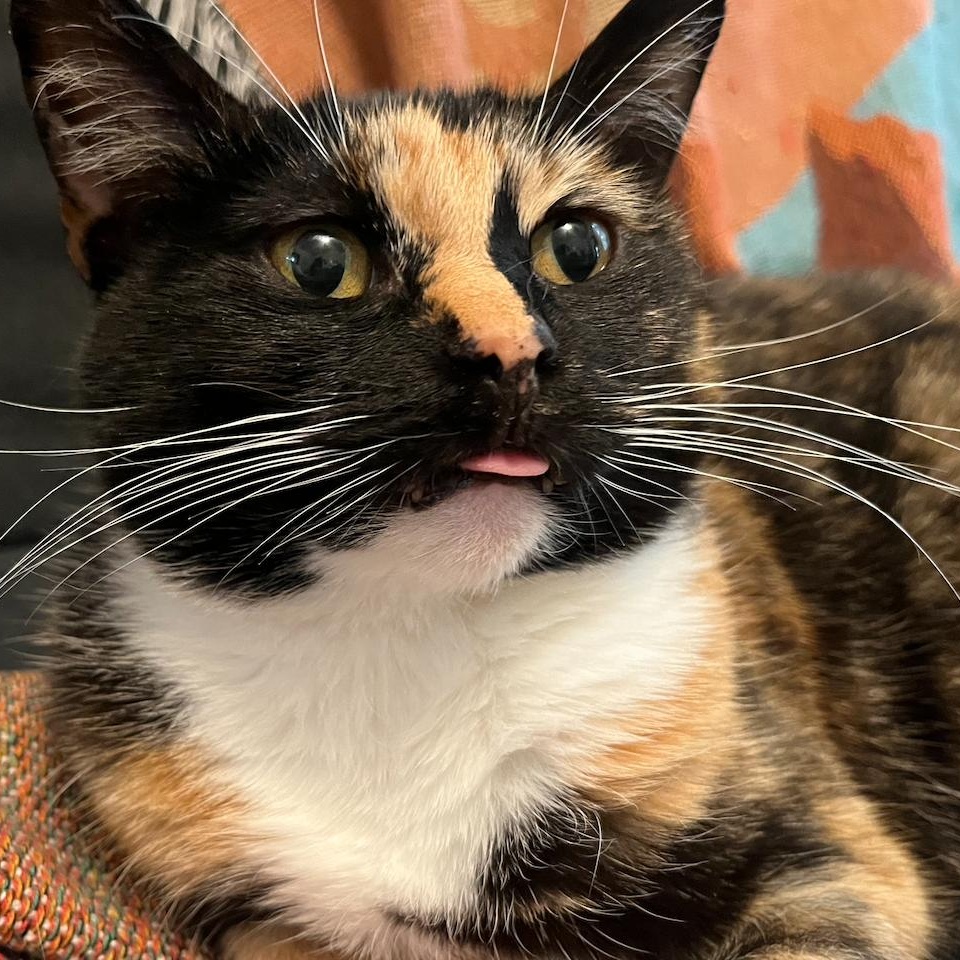 Enlarge Addie (Bonded to Stella), a Adoptable mixed breed in Chicago, IL image 5/5