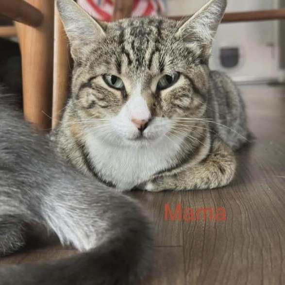 Agave, ADOPTABLE, Adult Female Domestic Short Hair & Tabby.