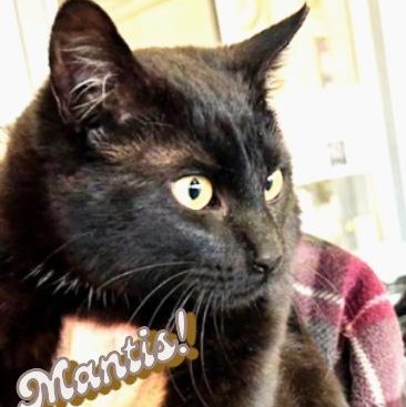 Enlarge Mantis, a ADOPTABLE Domestic Short Hair in Klamath Falls, OR image 1/1