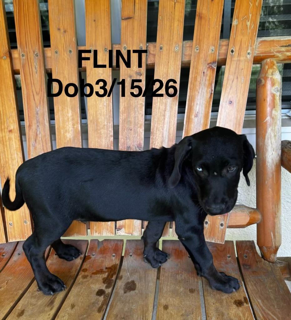Flint, Adopted, Puppy Male Labrador Retriever & Mixed Breed.