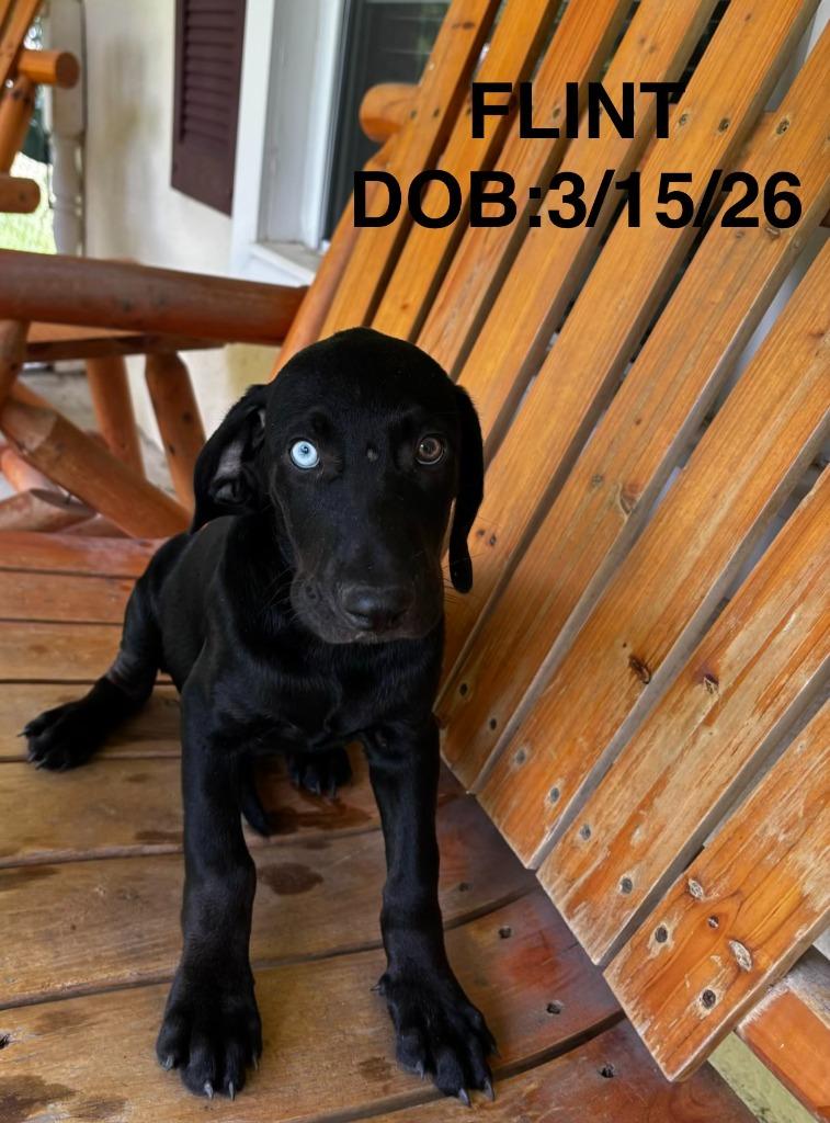 Enlarge Flint, a Adopted mixed breed in Richland Hills, TX image 2/2