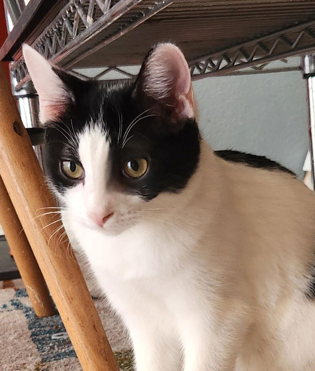 Enlarge Brandy, a Adoptable Domestic Short Hair in Phoenix, AZ image 1/3