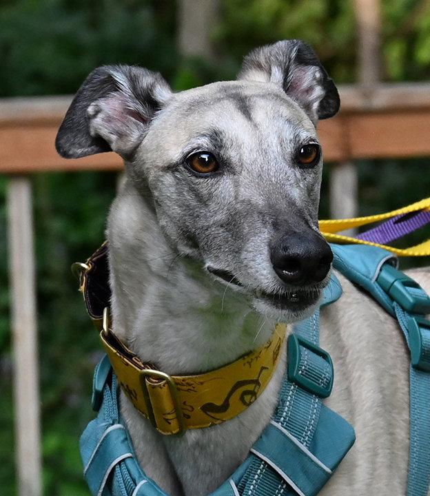 Crash, Adoptable, Adult Male Greyhound.