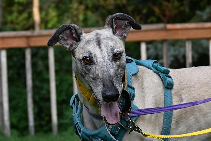Enlarge Crash, a Adoptable Greyhound in Minneapolis, MN image 2/3