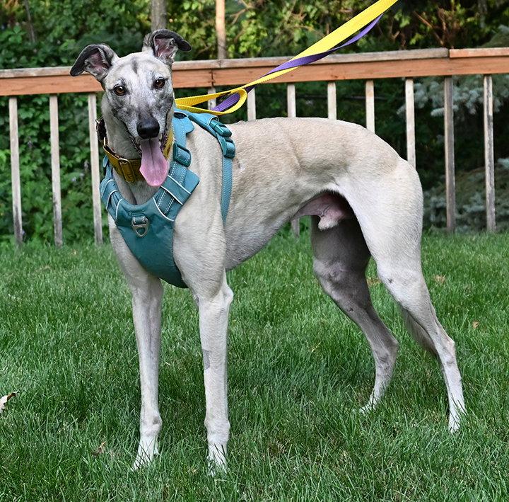 Enlarge Crash, a Adoptable Greyhound in Minneapolis, MN image 3/3