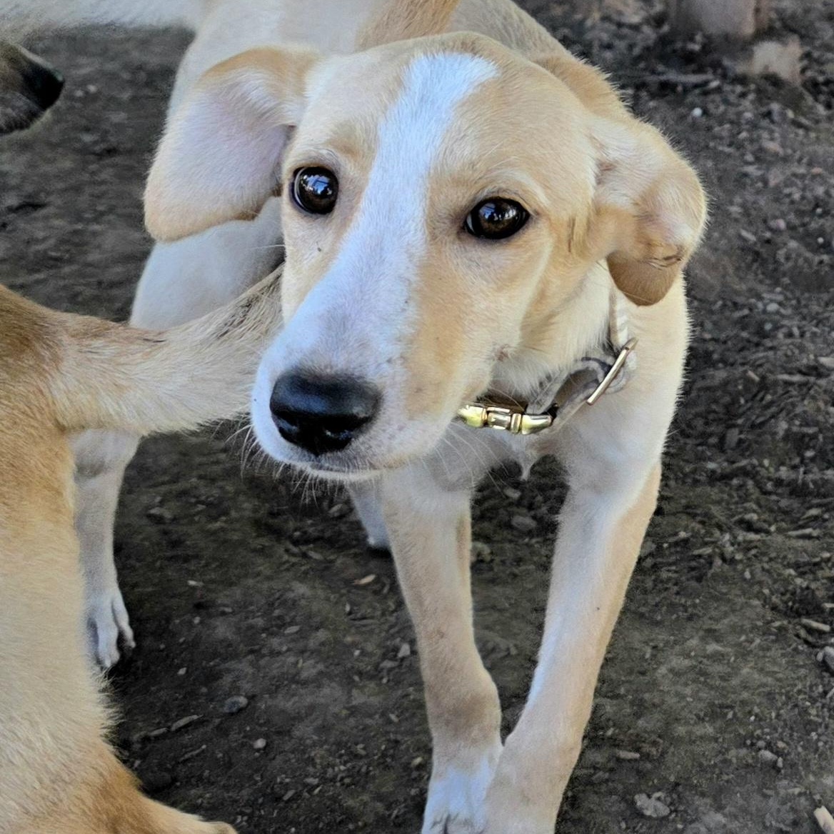 Enlarge DOLLY, a Adoptable mixed breed in Evansville, WI image 2/2