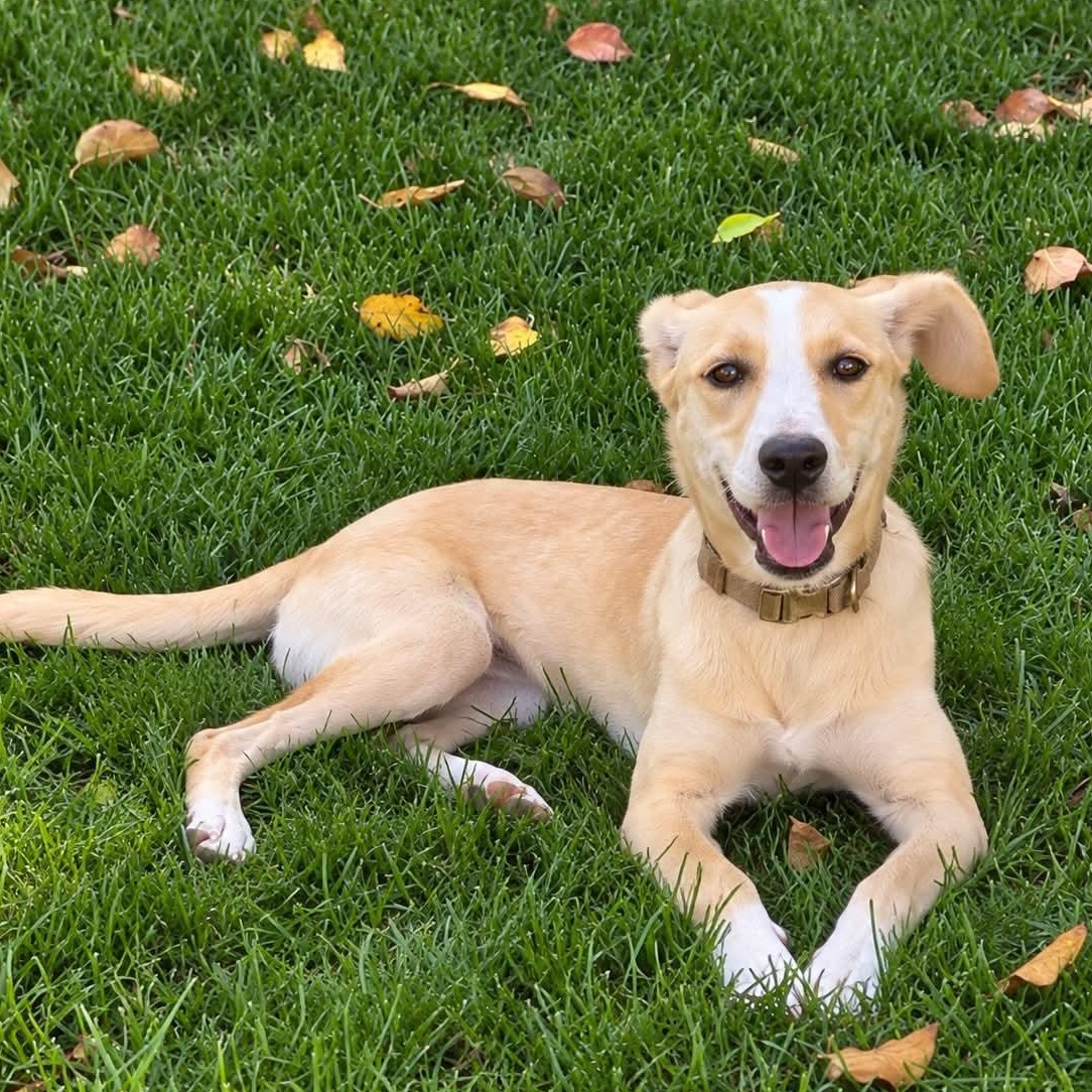 DOLLY, Adoptable, Puppy Female Collie & Labrador Retriever.